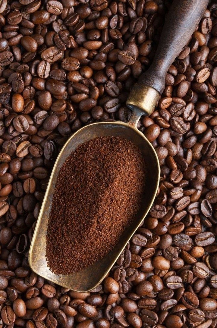Command Collection 213 Medium Roast